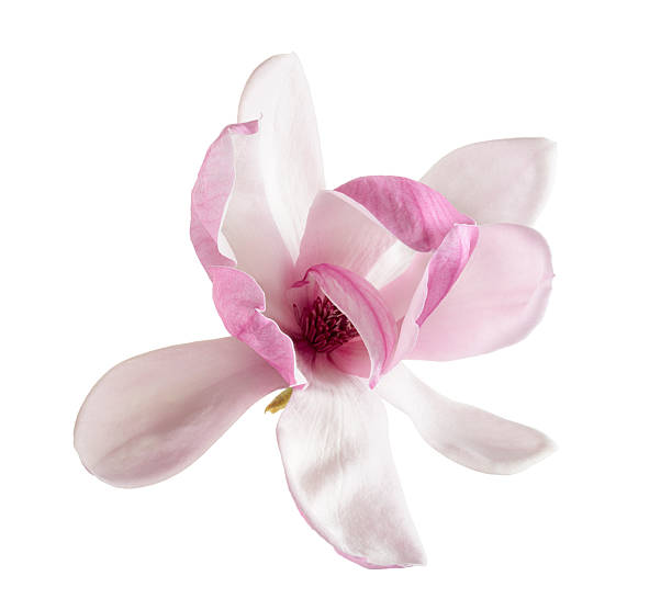 istock Pink magnolia (Magnolia × soulangeana) isolated on white background with clipping path 2251289695
