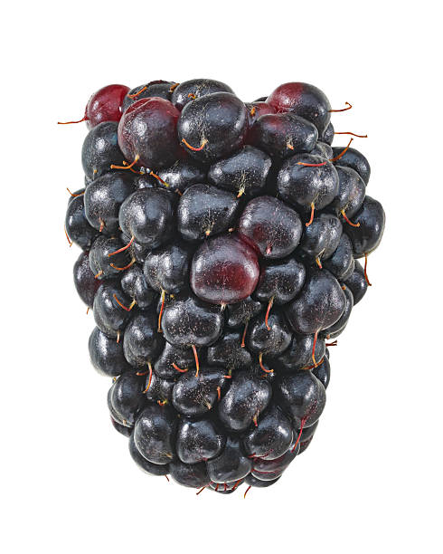 Fresh Blackberry with Water Droplets Isolated on White Background with Clipping Path