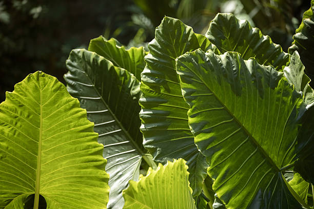 A close-up view of vibrant tropical foliage bathed in sunlight, highlighting the lush green leaves. Perfect for nature, botanical, and garden-themed promotions, emphasizing the beauty and freshness of tropical plants.