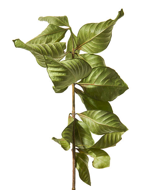 istock Gardenia leaf branch (Gardenia jasminoides) isolated on white background with clipping path 2251290387