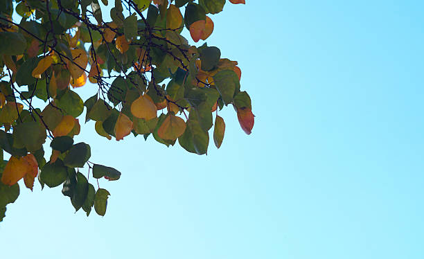 Apricot tree with yellow and red leaves