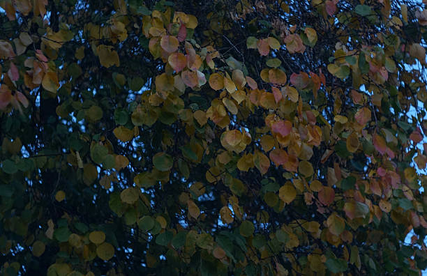 Apricot tree with yellow and red leaves