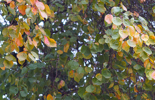 Apricot tree with yellow and red leaves