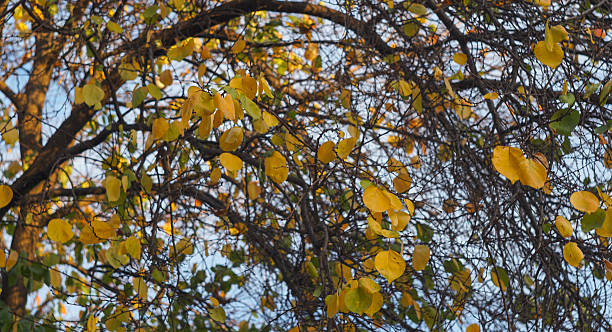 Apricot tree with yellow and red leaves