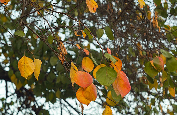 Apricot tree with yellow and red leaves