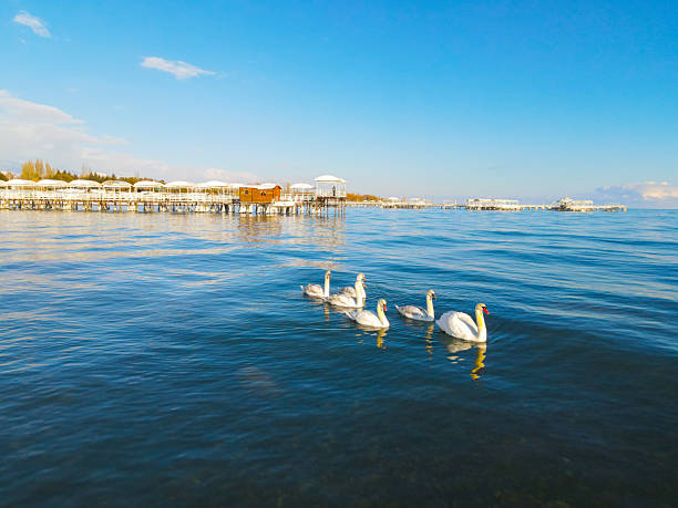Five swans swim in the blue lake water, approaching the snow-covered piers and overwater structures of a lakeside resort under a clear blue sky