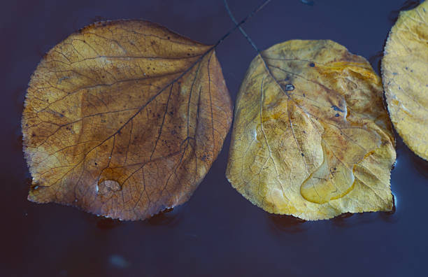In autumn, yellow leaves float on the water.