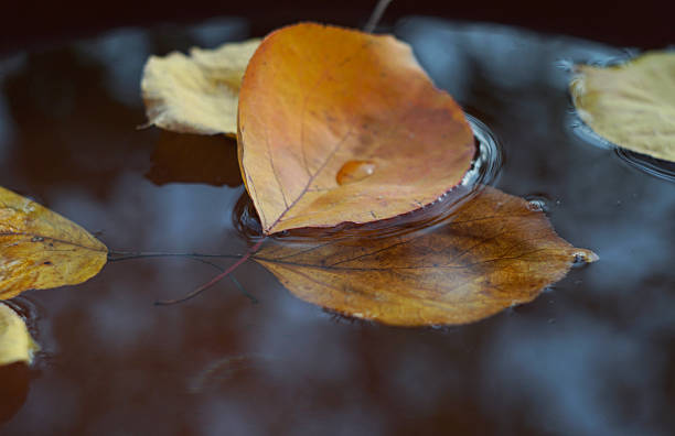 istock Yellow leaves float on the water 2251294888