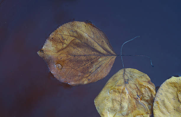 istock Yellow leaves float on the water 2251294917