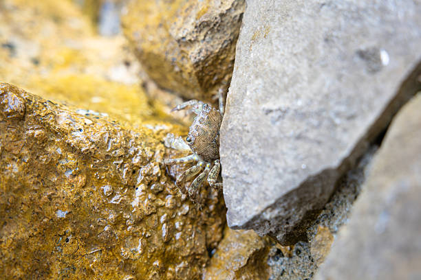 A tiny crab peeks from a narrow rock crevice among rugged yellow and gray stones. This close-up captures wildlife in a coastal tidepool, highlighting camouflage, texture, and natural marine life.