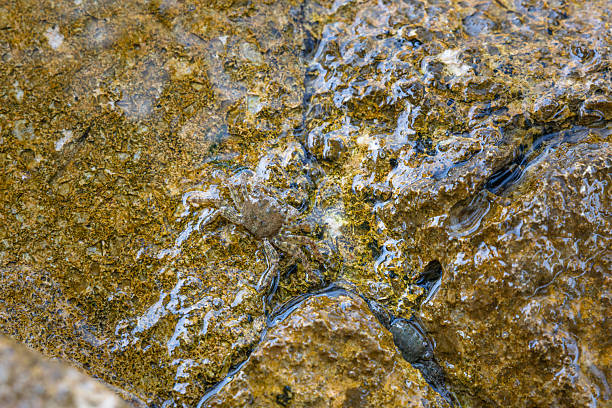 A tiny crab peeks from a narrow rock crevice among rugged yellow and gray stones. This close-up captures wildlife in a coastal tidepool, highlighting camouflage, texture, and natural marine life.