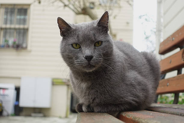 istock Grey cat resting on a wooden bench in a quiet courtyard 2251298305
