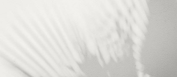 istock Soft palm leaf shadows cast on a light neutral background. Color of the Year 2026, Cloud Dancer 2251300238