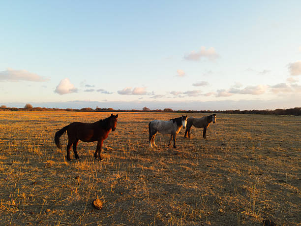 Three horses, one brown, one grey, and one light brown, stand in a large dry golden field or pasture under a bright sky with scattered clouds during sunrise or sunset