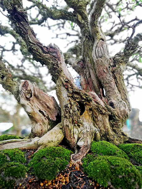 istock Bonsai tree in details and close up 2251301723