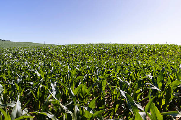 istock large agricultural field with a future corn harvest during corn blooming, summer with blue sky, landscape photography 2251301839