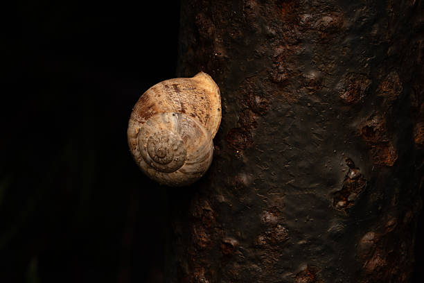 Close-up of a snail clinging to a dark, rusty vertical surface. The contrast between the light shell and the dark, textured background creates a dramatic look.