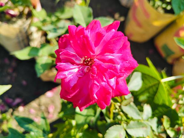 Bright pink blooming flower macro garden shot