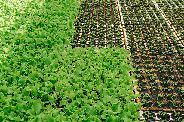 Senior women hand planting vegetables