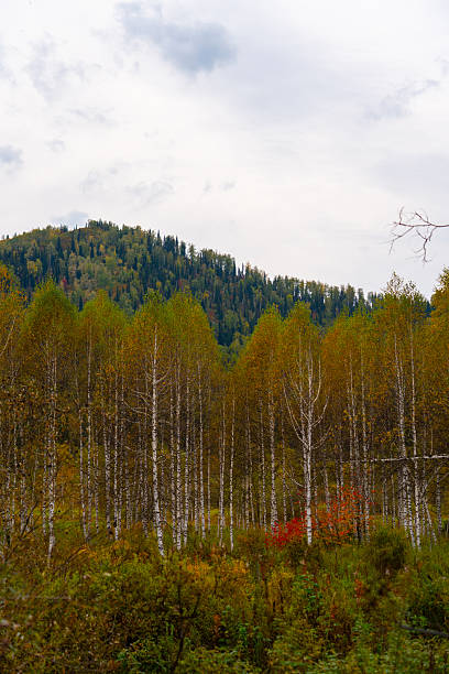 Vertical view of slender birch trees with yellow and green autumn leaves standing in front of a steep hillside covered densely with dark green pine and mixed forest