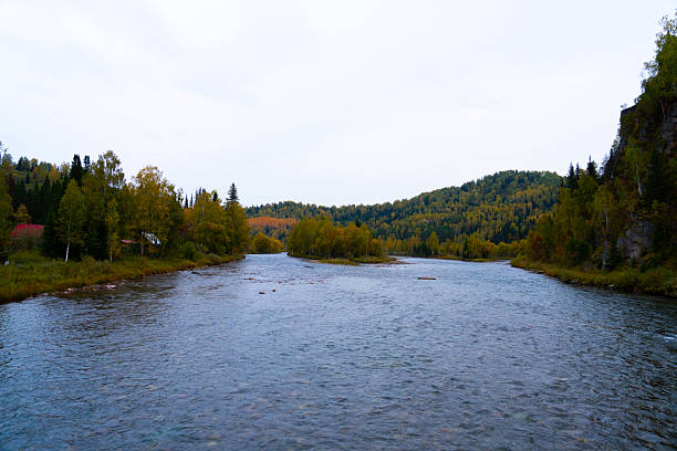 Wide panoramic view of a calm mountain river flowing between low banks covered with dense forest showing dark green pine and yellow birch trees in autumn