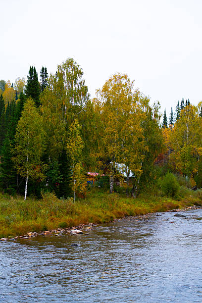 istock Mountain river flowing past birch and pine trees in autumn 2251308068