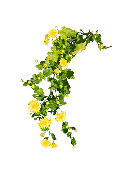 yellow flowers isolated with path