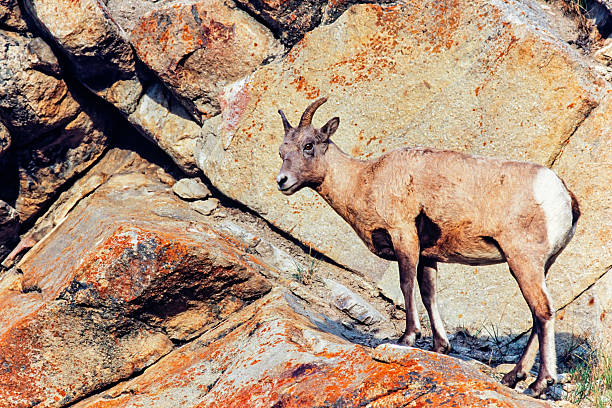 a Ram feeds near Logan Pass in northern Montana