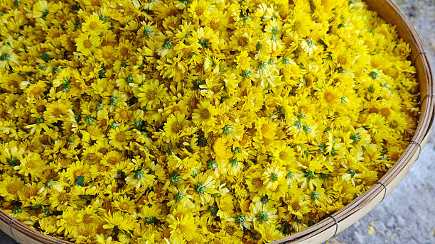 istock Yellow chrysanthemum flowers are an herb. 2251309659