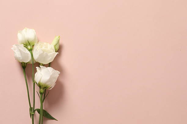 istock Beautiful eustoma flowers on a color background 2251310472