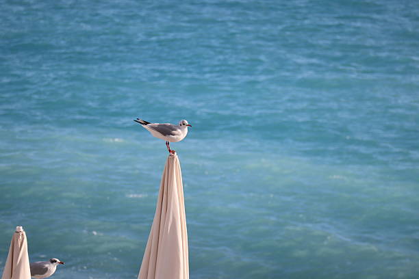 Sunshades on beach in sunny day in Alanya, Antalya, Mediterranean Turkey