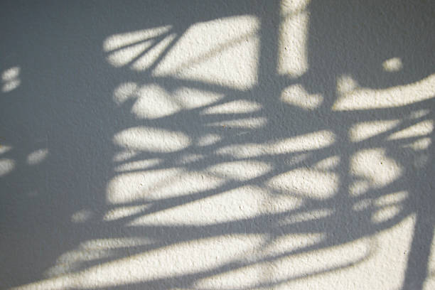 istock Shadow of tree on white wall. Abstract background for design and decoration. 2251311348