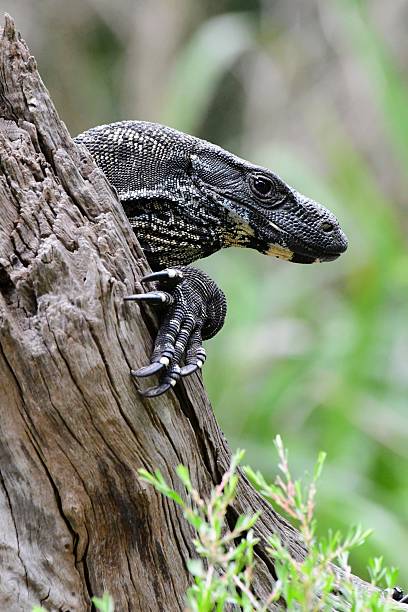 istock Goanna in Australia 2251311615