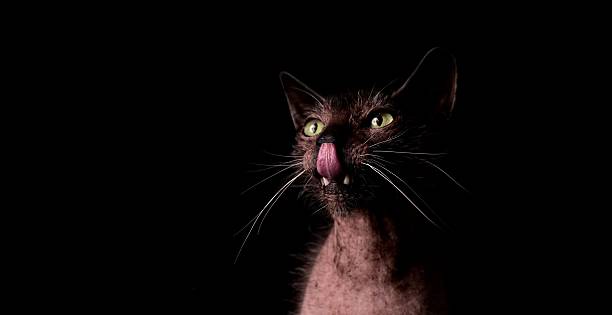 Funny Lykoi cat licking his facel with mouth open. Panoramic image with copyspace for your individual text.