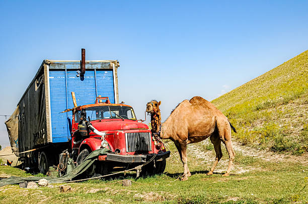 A camel lying on the ground and an old red truck.