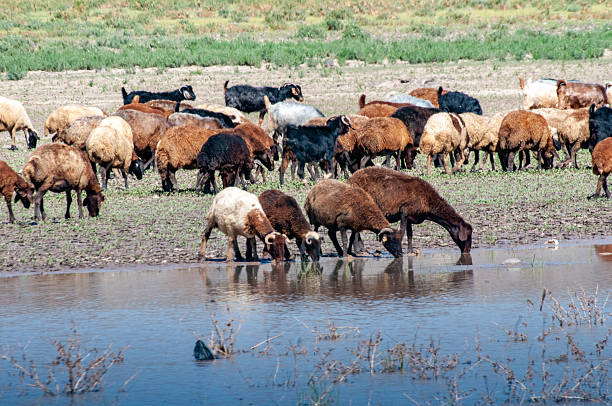 A flock of sheep drinking water