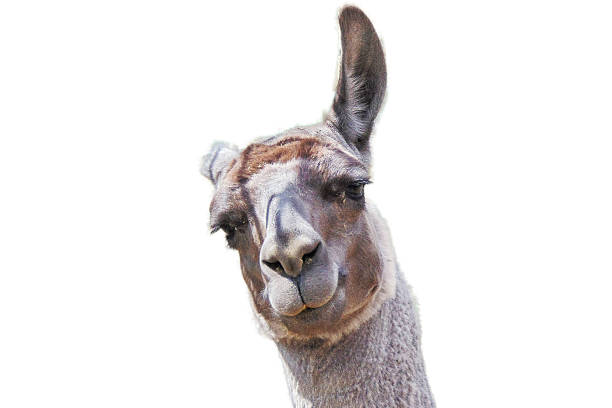 istock Portrait of a llama. Isolated on white 2251319401