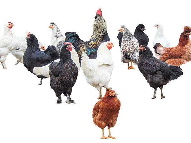 istock Group of hens and a rooster 2251319426