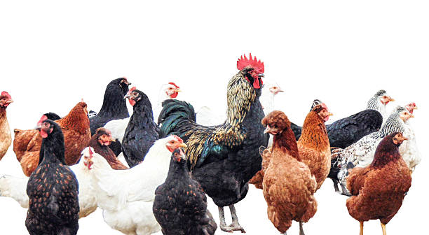istock Group of hens and a rooster 2251319427