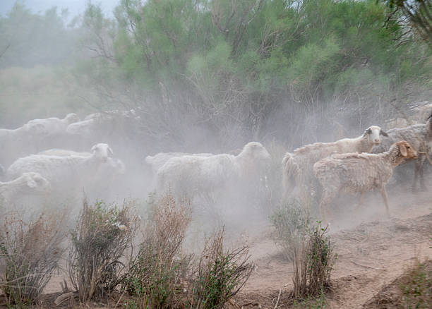 istock Dust stirred up by a migrating flock of sheep in the evening 2251319528