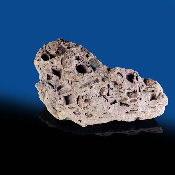 istock Fossil-rich rock sample with visible ancient marine life imprints 2251320564
