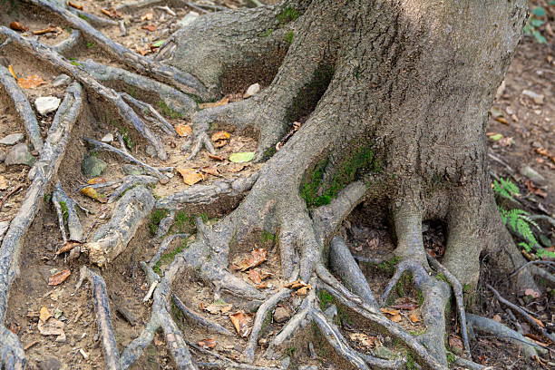 Tree roots in a Northumberland wood