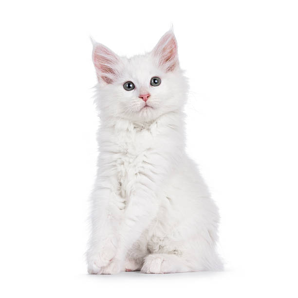 istock Maine Coon kittens on white background 2251323399