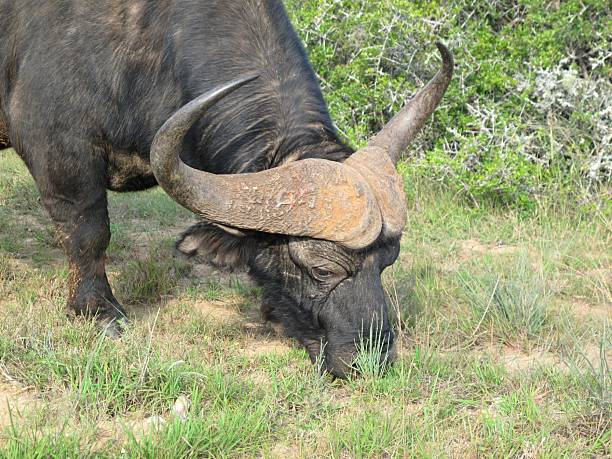 Cape buffalo grazing in Addo Elephant National Park, South Africa.