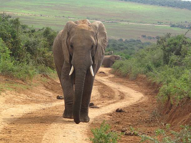 istock Elephant Walking in Addo Elephant Park, South Africa 2251323437