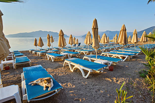 The cat lies on a sunbed. Morning in the Turkish resort, many empty sun loungers