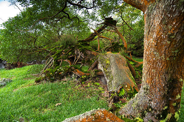 This macro photograph captures the often-unseen textural world of tree root surfaces. The image reveals the specialized external tissues that facilitate water and nutrient absorption, showcasing fine root hairs and the rough texture that maximizes surface area. Natural color variations from earthy browns to subtle tans highlight the functional differences in root zones. The composition documents both the structural patterns and the evidence of the root's interaction with soil microorganisms. Ideal for root biology education, forest ecology studies, environmental publications, or as reference material for artists depicting complete tree systems including below ground structures.