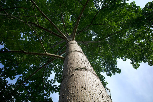 istock A white silk cotton giant tree (Ceiba pentandra), Kapuk Randu (Javanese) 2251326520