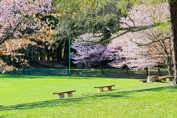 Cherry blossoms in Japan