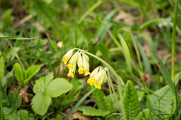Flowers in the garden